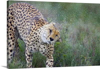 Cheetah shaking off water from its body, Ngorongoro Conservation Area, Tanzania (Acinonyx jubatus)