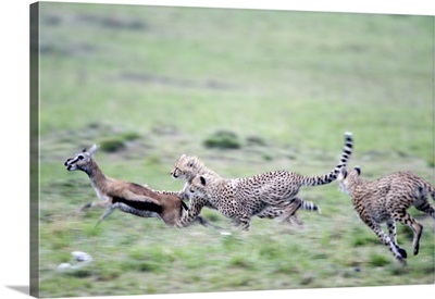 Cheetahs (Acinonyx jubatus) chasing a Thomsons gazelle (Gazella thomsoni), Masai Mara National Reserve, Kenya image thumbnail