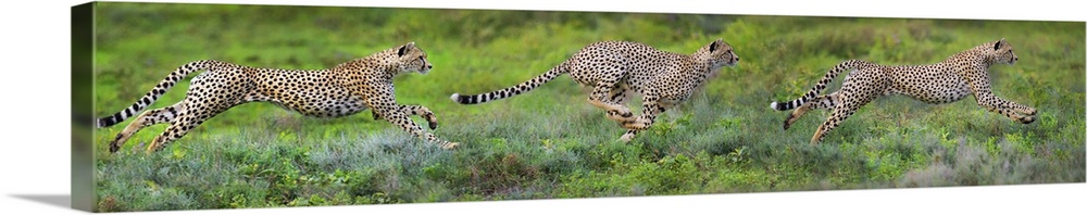 Cheetahs (Acinonyx jubatus) hunting, Ndutu, Ngorongoro Conservation Area, Tanzania