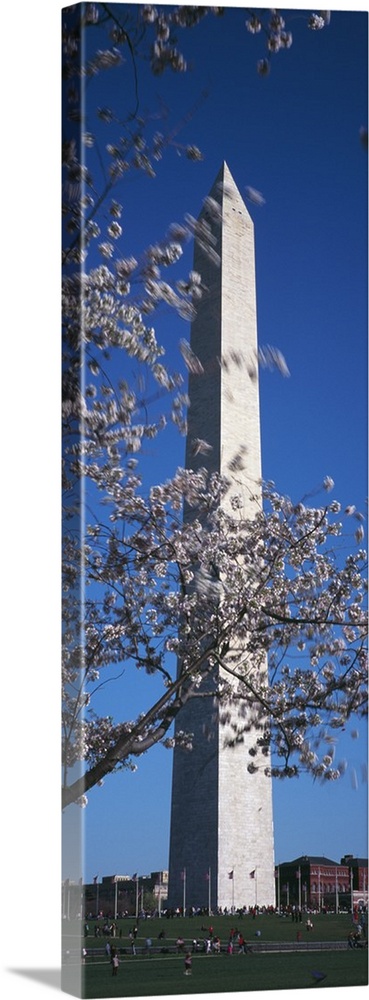 Cherry Blossom in front of an obelisk Washington Monument Washington DC