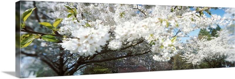 Cherry Blossom tree in a park, Volunteer Park, Capitol Hill, Seattle ...