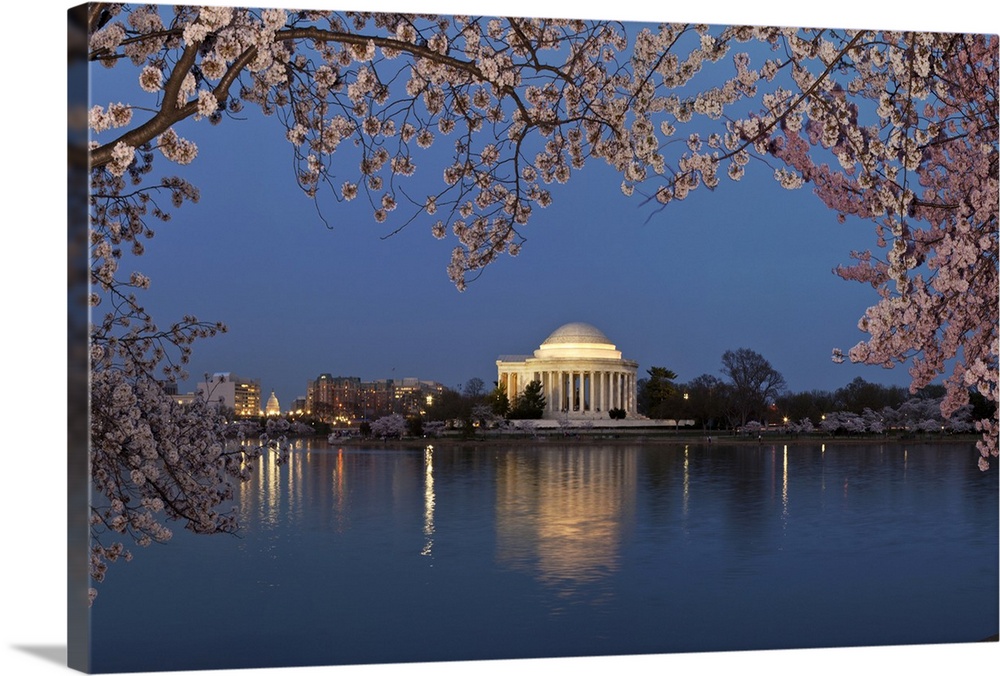 Cherry Blossom tree with a memorial in the background, Jefferson Memorial, Washington DC