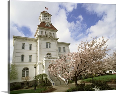 Cherry blossom trees in front of Benton County Courthouse, Corvallis, Oregon