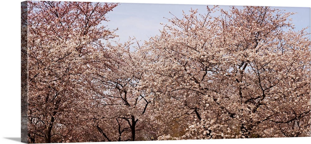 Cherry Blossom trees in Potomac Park at the Tidal Basin, Washington DC