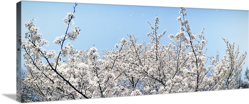 Cherry blossom trees, Tokyo Prefecture, Japan Wall Art, Canvas Prints ...