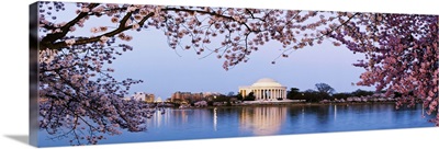 Cherry Blossom trees with Jefferson Memorial, Washington DC