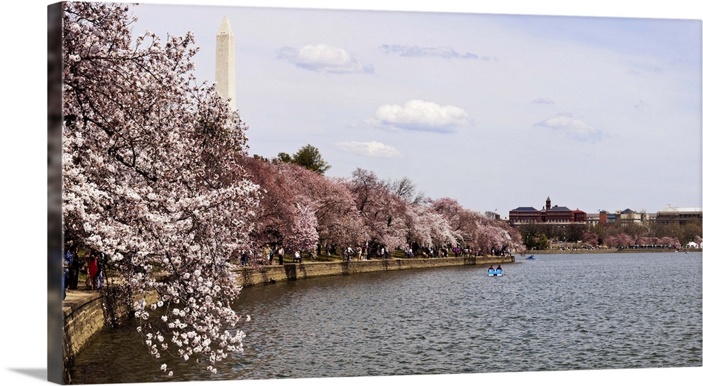 Cherry Blossom trees with the Washington Monument, Washington DC