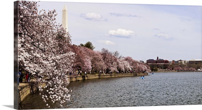 Cherry Blossom trees with the Washington Monument, Washington DC