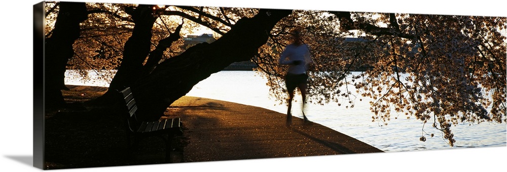 Cherry Blossoms and morning jogger at the riverbank Tidal Basin Potomac River Washington DC