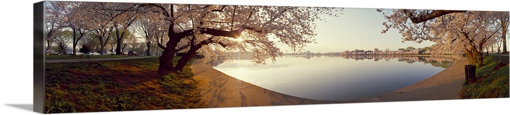 Cherry blossoms at a lakeside, Tidal Basin, Washington DC, USA