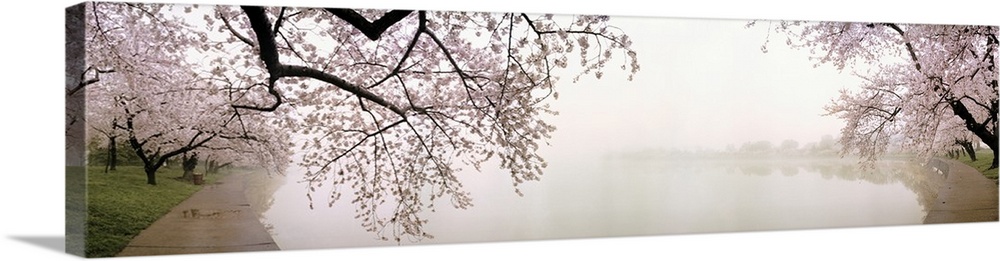 Oversized horizontal panoramic photograph of newly-blossomed cherry trees beside a foggy lake in Washington, District of C...
