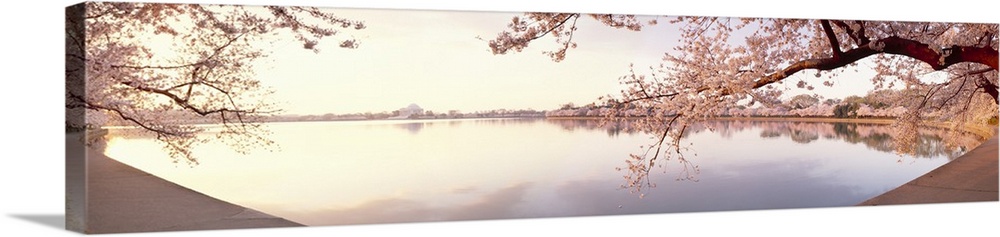 Wide angle view of a body of water that is lined with cherry blossom trees.