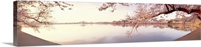 Cherry blossoms at the lakeside, Washington DC,
