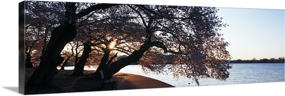 Cherry Blossoms at the riverbank at sunrise Tidal Basin Potomac River Washington DC