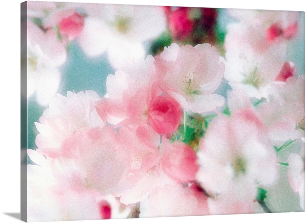 Cherry blossoms, close up view