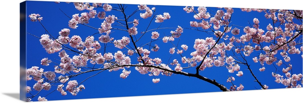 A panoramic canvas that is a close up of blossoms on a branch in the spring against a clear sky.