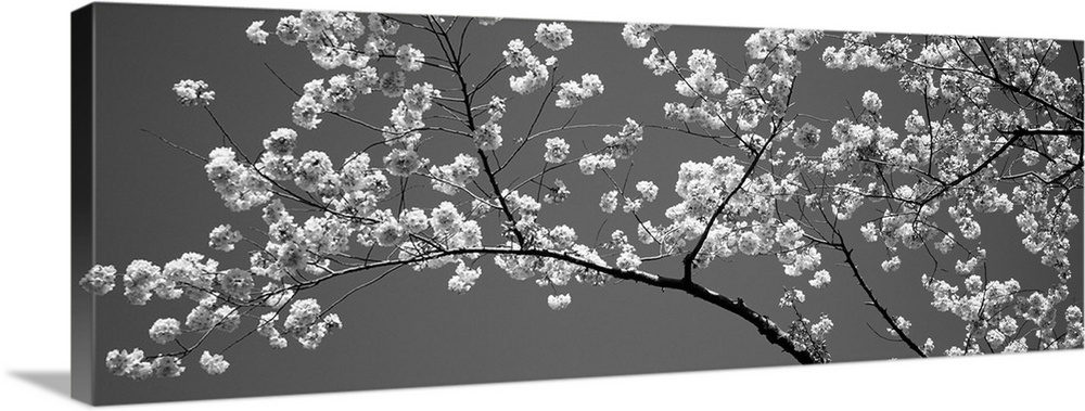 Cherry Blossoms Washington DC USA