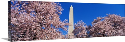 Cherry Blossoms Washington Monument