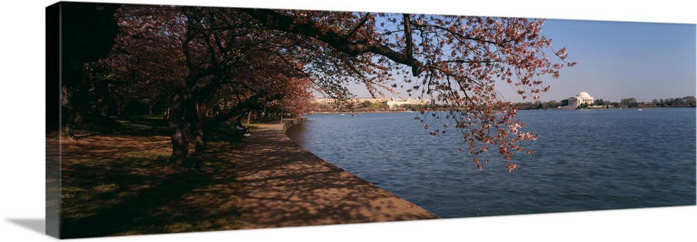 Cherry tree at the riverside, Potomac River, Jefferson Memorial, Washington DC