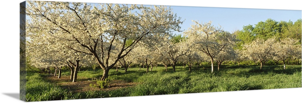 Cherry Tree Orchard MI