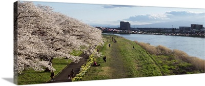 Cherry trees along bank of Kitakami River, Kitakami, Iwate Prefecture, Japan