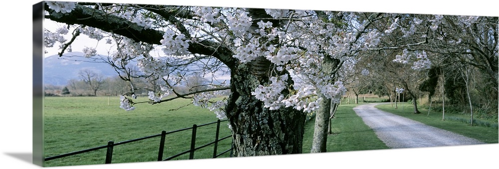 Panoramic view of flowering trees that line a fence to the left and a path on the right side of the picture.