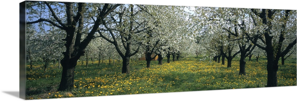 Cherry trees in a forest, Kaiserstuhl, Konigschaffhausen, Germany