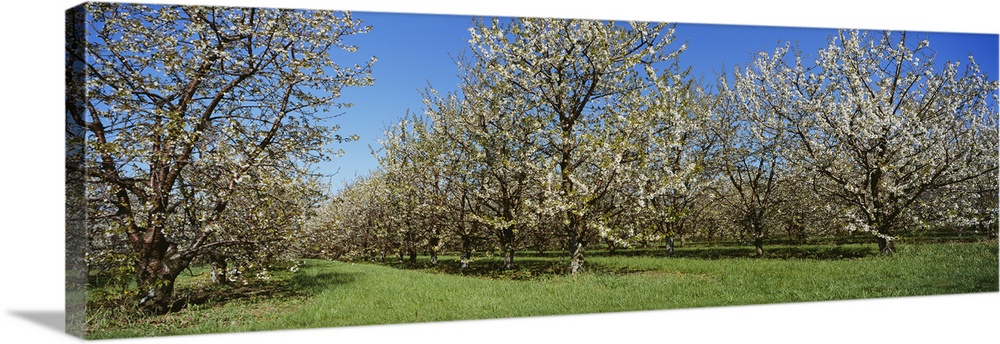 Cherry trees in an orchard, Leelanau Peninsula, Michigan