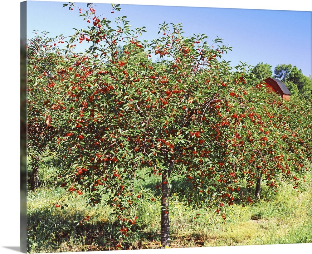 Cherry trees in an Orchard, Michigan Wall Art, Canvas Prints, Framed