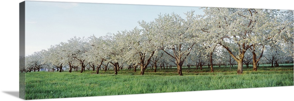 Giant landscape photograph of green grasses beside many rows of blooming cherry trees in an orchard, in Traverse City, Mic...