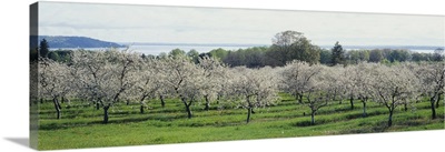 Cherry trees in an orchard, Mission Peninsula, Traverse City, Michigan