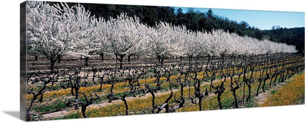 Cherry trees in an orchard, Provence-Alpes-Cote d'Azur, France