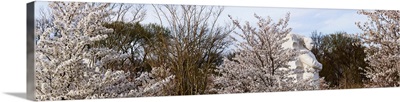 Cherry trees in front of Martin Luther King Jr. National Memorial, Washington DC