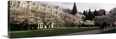 Cherry trees in the quad of a university, University of Washington, Seattle, King County, Washington State