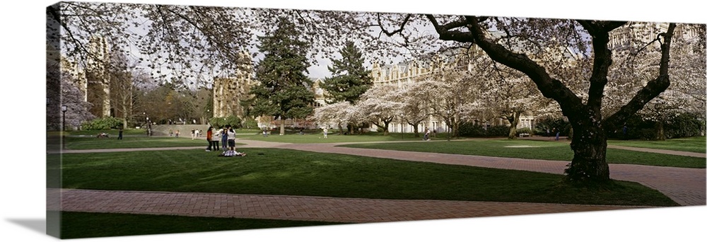 Cherry trees in the quad of a university, University of Washington, Seattle, King County, Washington State