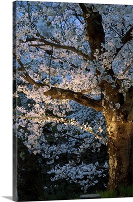 Cherry trees lit up at night, Hirosaki Park, Hirosaki, Aomori Prefecture, Japan