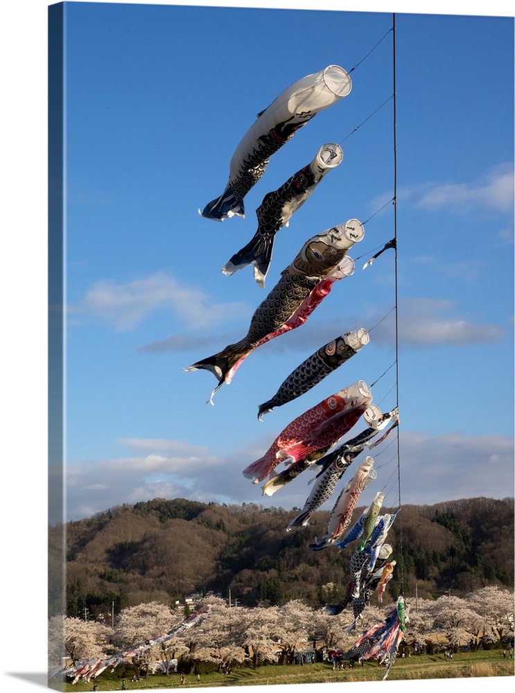 Children's' Day flying fish over river, Kitakami River, Kitakami, Iwate Prefecture, Japan