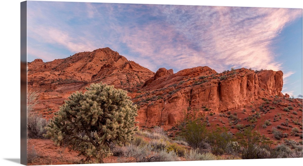 Cholla cactus and red rocks at sunrise, St. George, Utah, USA
