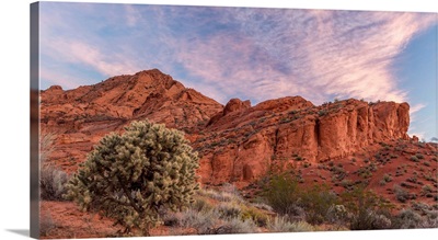 Cholla cactus and red rocks at sunrise, St. George, Utah