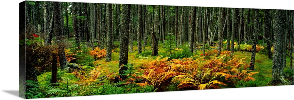 Cinnamon ferns and red spruce trees in autumn, Acadia National Park, Maine, USA.