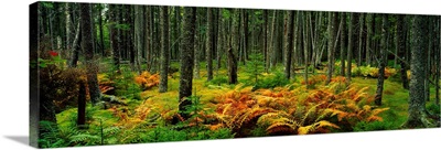 Cinnamon ferns and red spruce trees in autumn, Acadia National Park, Maine