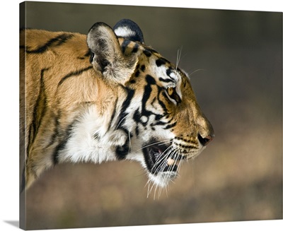 Close up of a Bengal tiger Panthera tigris tigris Bandhavgarh National Park Umaria District Madhya Pradesh India