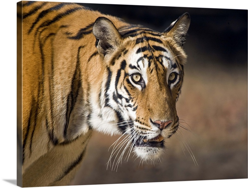 Bengal Tiger (Panthera tigris tigris) Dimensions & Drawings