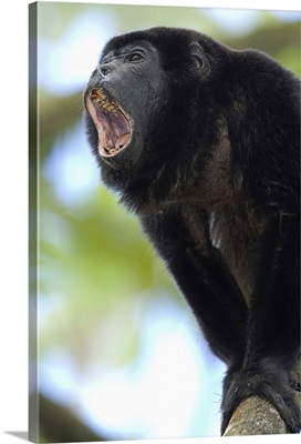 Close-up of a Black Howler monkey, Costa Rica