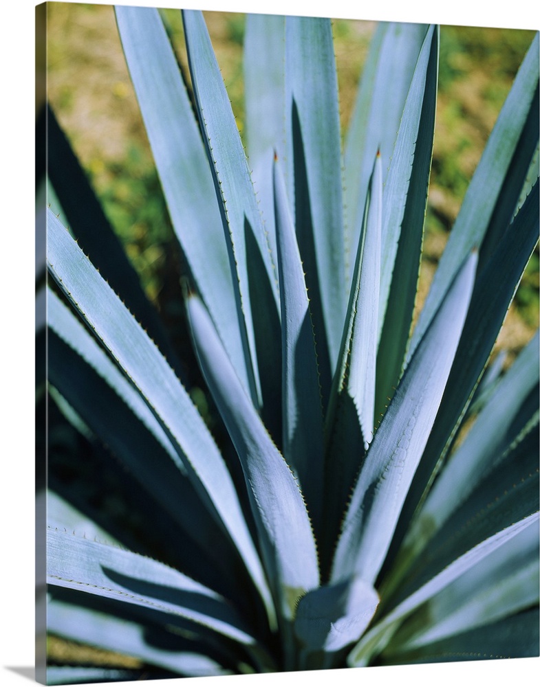 Close-up of a Blue agave (Agave Tequilana) plant, Mexico
