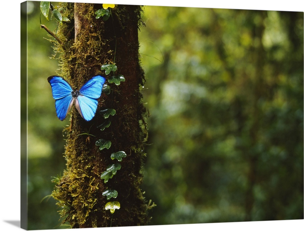Closeup of a Blue Morpho butterfly (Morpho menelaus) on a tree