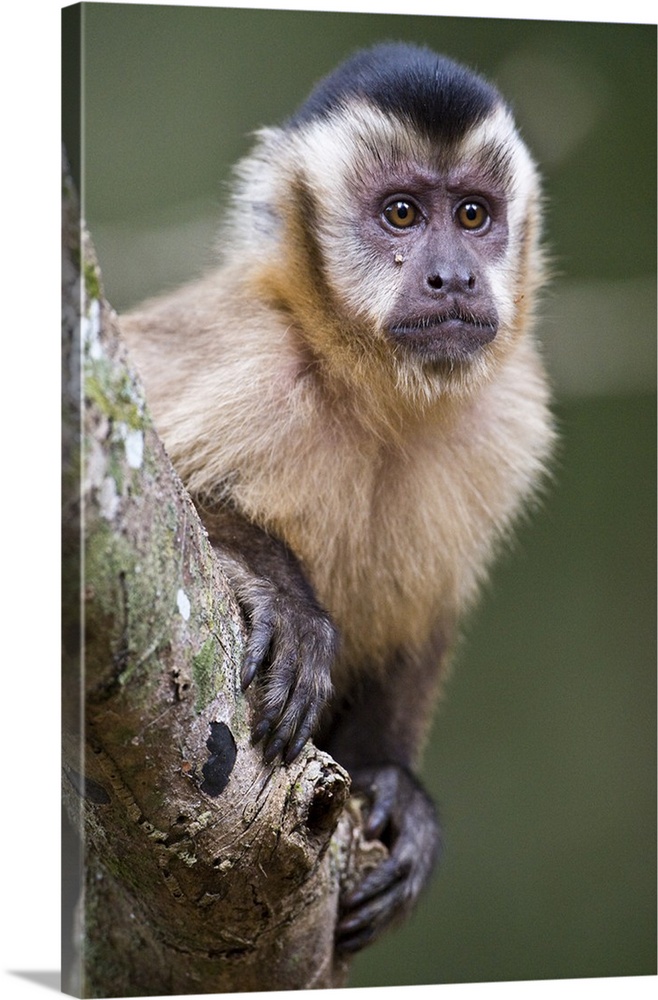 Close up of a Brown capuchin Cebus apella Three Brothers River Meeting of the Waters State Park Pantanal Wetlands Brazil