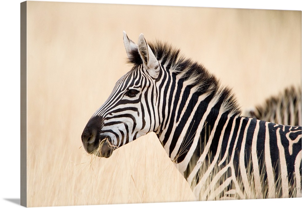 Close-up of a Burchell's zebra, Ngorongoro Crater, Ngorongoro, Tanzania