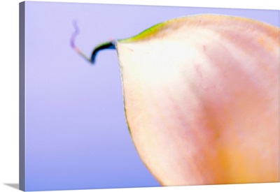 Close-Up Of A Calla Lily Flower