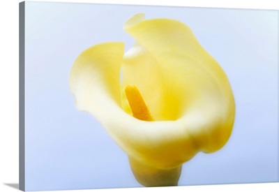 Close-Up Of A Calla Lily Flower